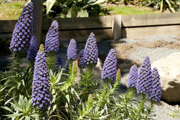 Smart Water Conservation: Implementing an Efficient Drip Irrigation System in Your UK Suburban Garden